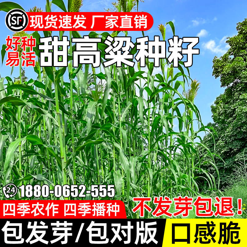 甜高粱种子多年牧草牛羊兔牧草