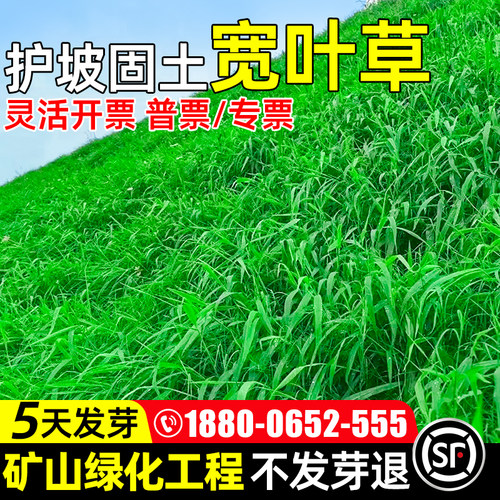 宽叶草抗旱种子耐盐碱四季青绿化