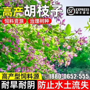 胡枝子种子护坡固土草籽生态修复边坡复绿多年生耐寒耐旱灌木种籽