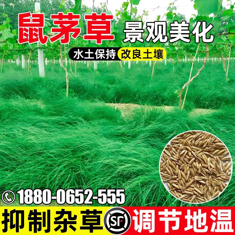 鼠茅草景观美化四季常青抑制杂草