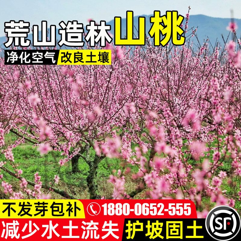 山桃树护坡固土荒山复绿人工造林