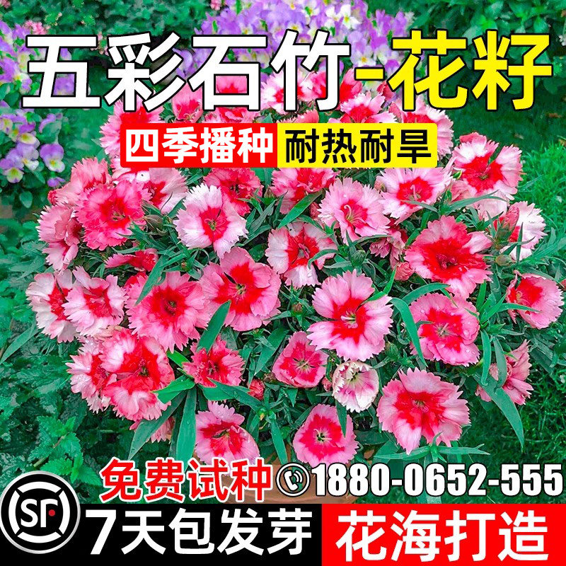 五彩石竹公园小区美国石竹花籽