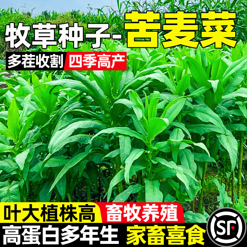 苦麦菜四季高产多茬收割畜牧养殖