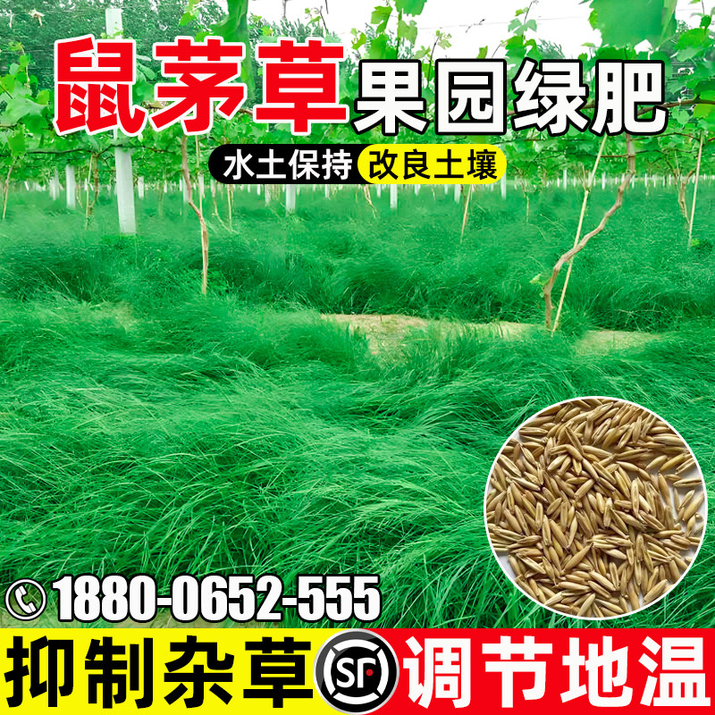 鼠茅草果园绿肥抑制杂草生态修复