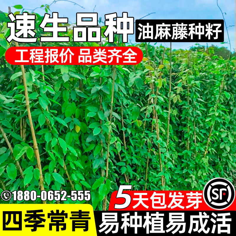 油麻藤种子护坡固土速生草籽生态修复边坡工程绿化耐寒旱爬藤种籽