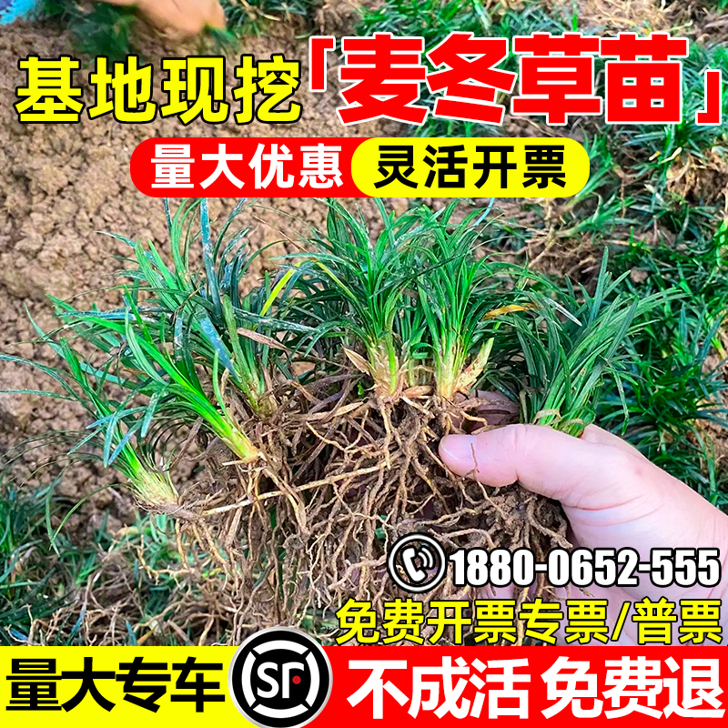 矮麦冬四季常青细叶麦冬草苗