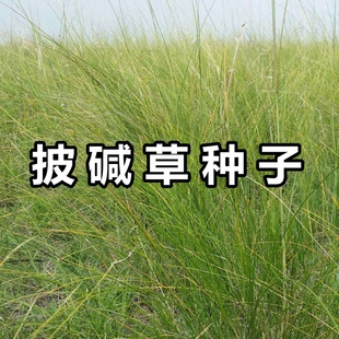 披碱草籽碱茅草种子抗风沙耐旱耐盐碱草籽耐寒多年生四季牧草种籽