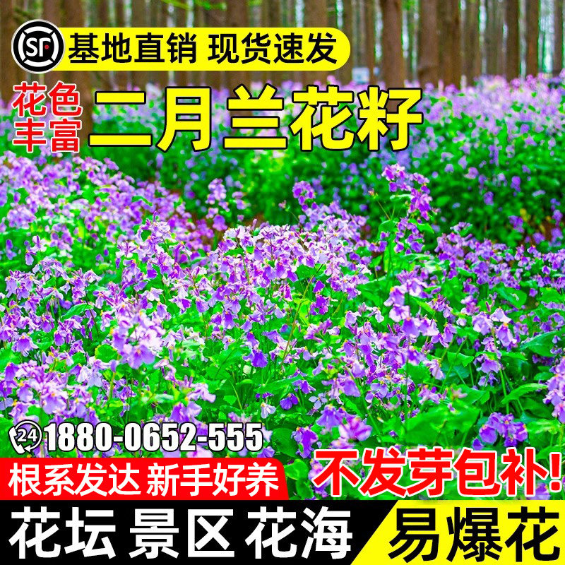 二月兰花种子多年生花籽耐寒耐旱