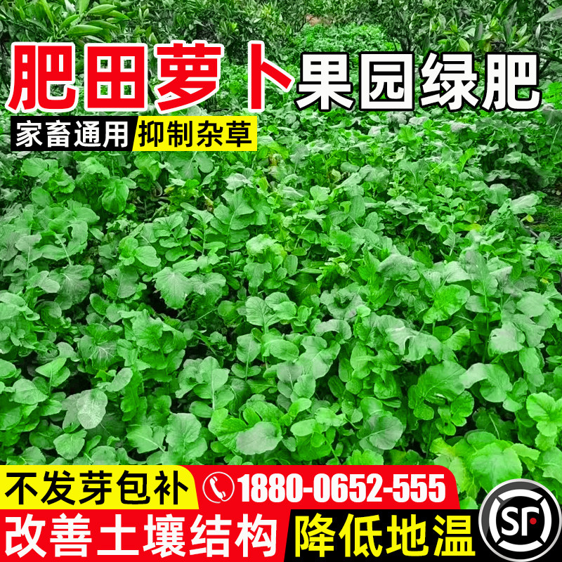 肥田萝卜果园绿肥家畜喜食多年生