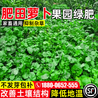 肥田萝卜果园绿肥家畜喜食多年生