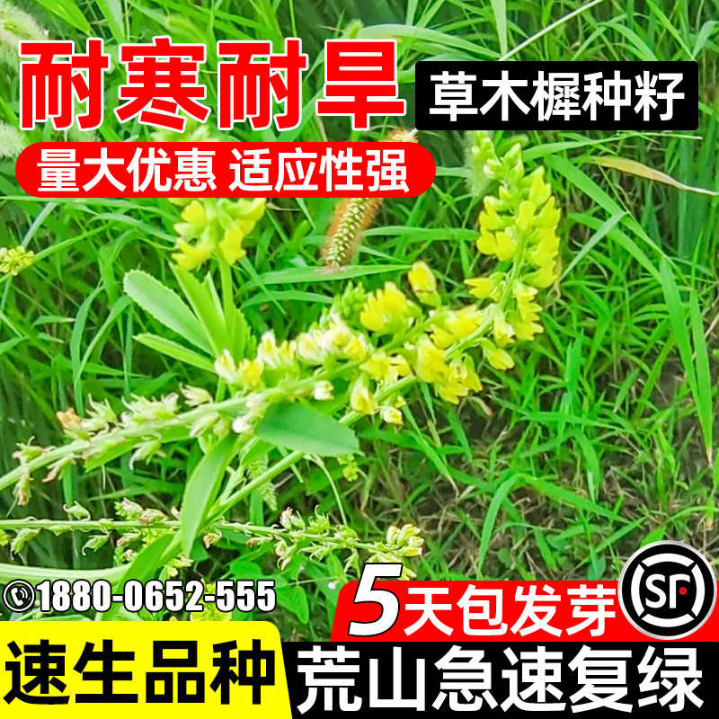 草木樨种子多年生四季荒山复绿