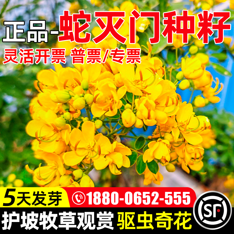 蛇灭门种子凤凰草驱蛇草望江南