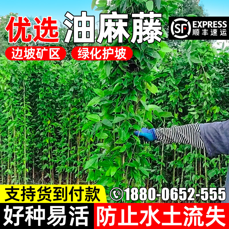 油麻藤种子矿山荒地工程绿化爬藤