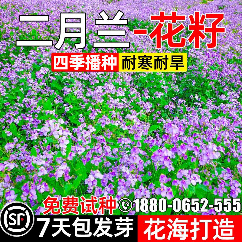 二月兰花籽庭院公园诸葛菜花籽
