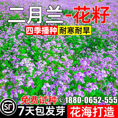 二月兰花籽庭院公园诸葛菜花籽