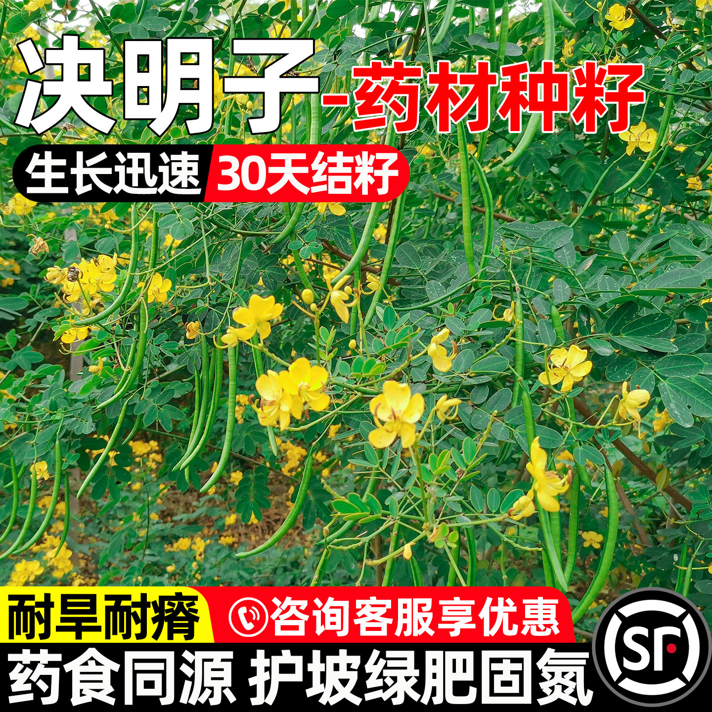 决明子种子护坡固土多年生中药材