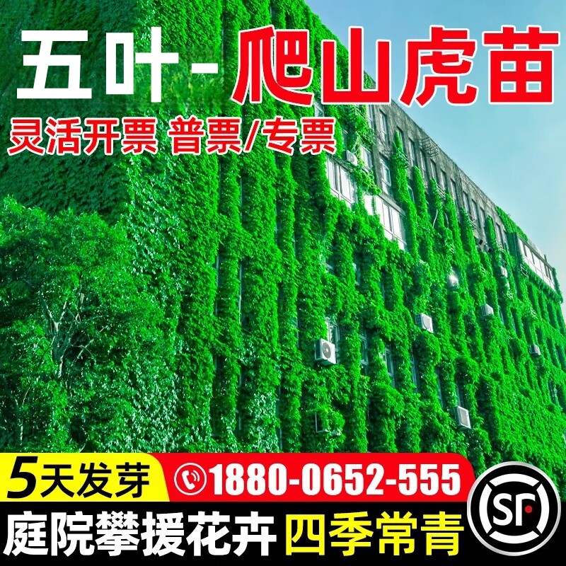 爬山虎种籽护坡固土草籽庭院攀爬蔓延工程绿化耐盐耐碱爬藤草种子