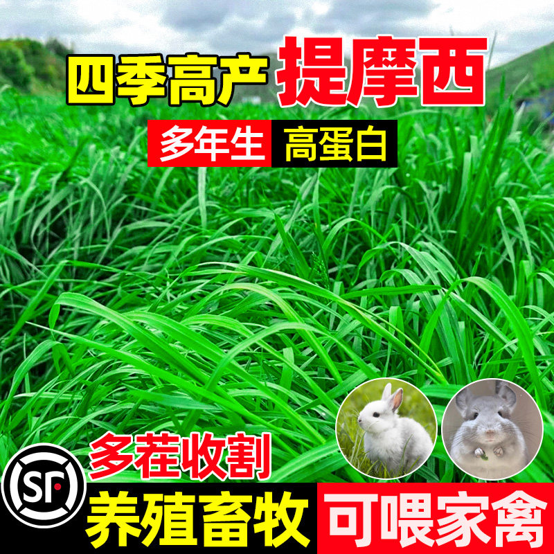 提摩西四季高产多茬收割宠物喜食