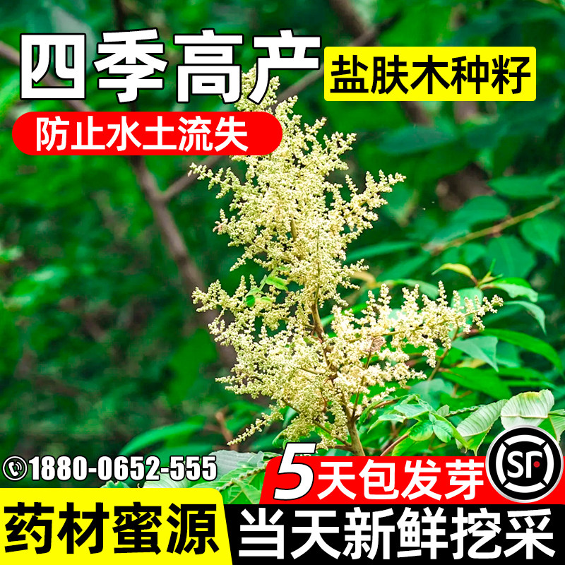 盐肤木种子护坡固土灌木矿山草籽