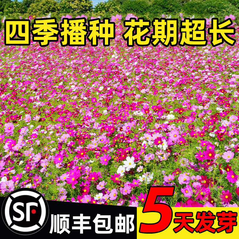 波斯菊花籽四季种植易成活格桑花
