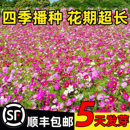 波斯菊花籽四季种植易成活格桑花