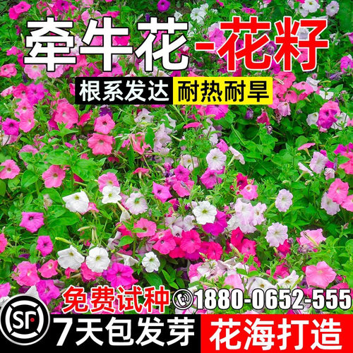 牵牛花种子耐寒公园景区花海种子