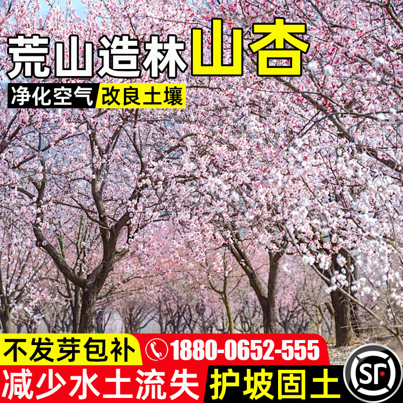山杏树种子多年生护坡固土灌木草籽荒山复绿人工造林水土保持种籽