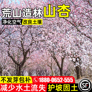山杏树种子多年生护坡固土灌木草籽荒山复绿人工造林水土保持种籽