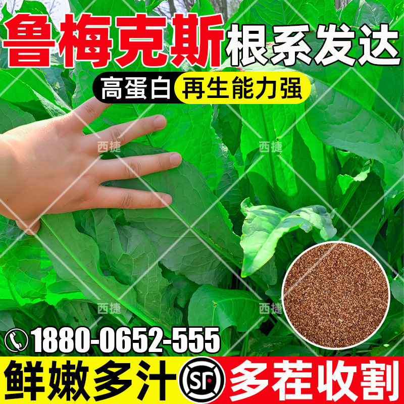 鲁梅克斯叶大多汁多茬收割高蛋白