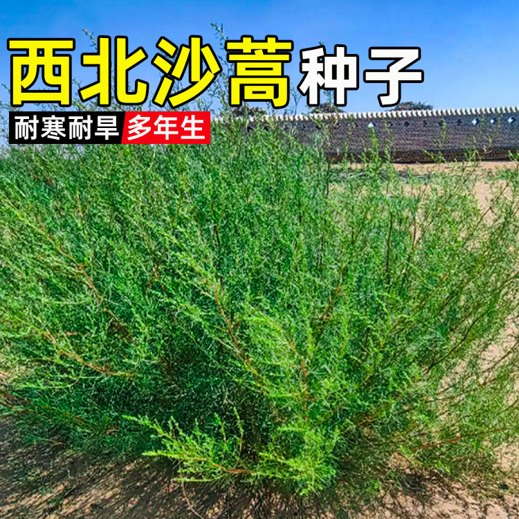 沙蒿耐寒荒漠复绿植被绿化固土