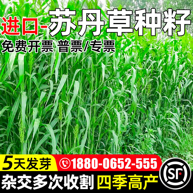 苏丹草种子四季养殖牧草高产鱼草
