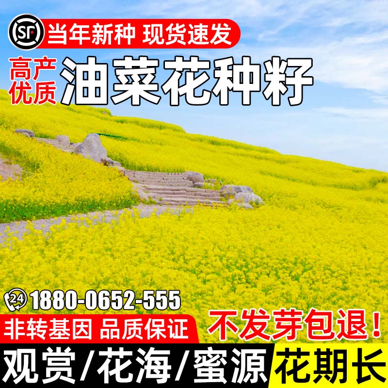 油菜花种籽观赏高产花海景观