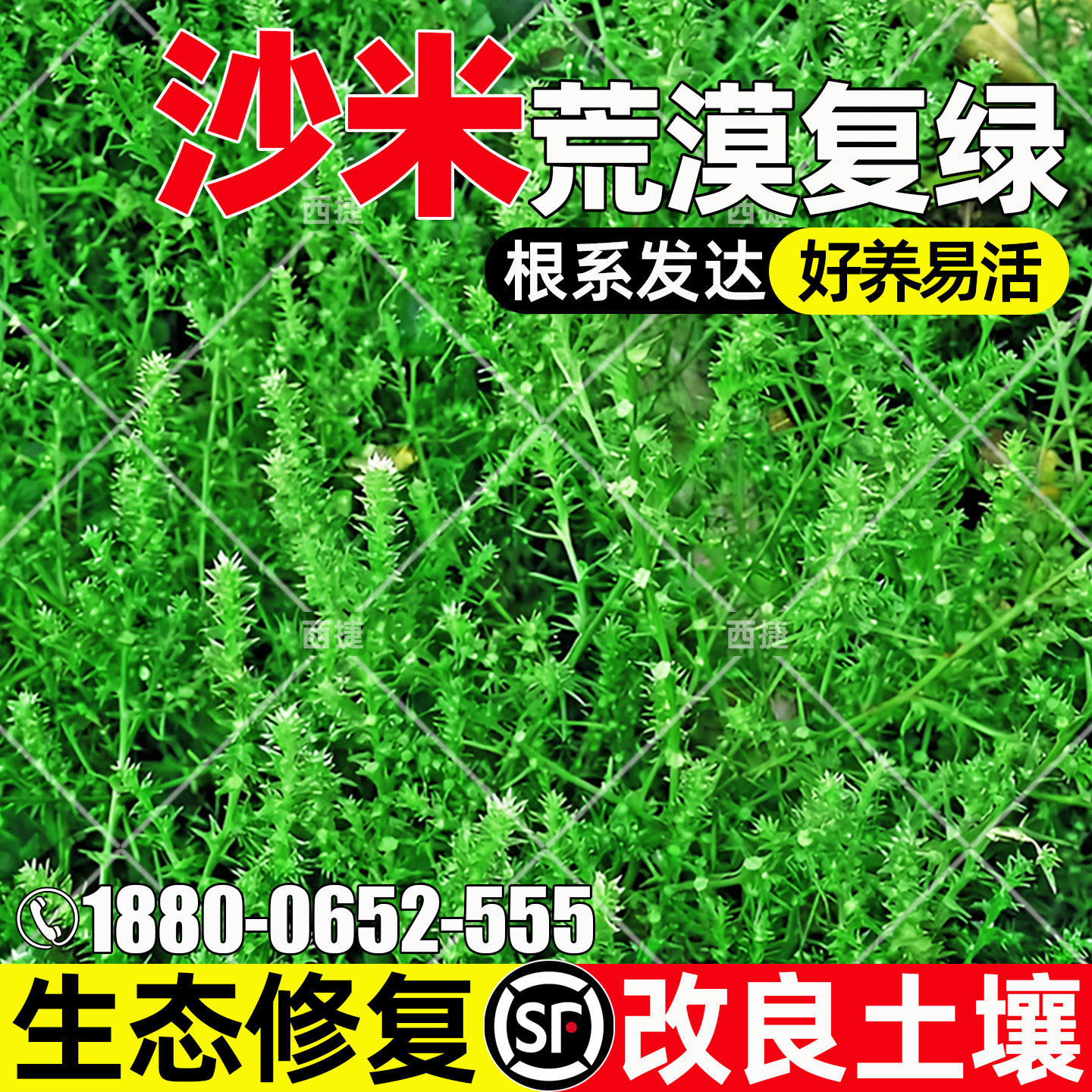 沙米防风固沙生态修复荒漠绿化