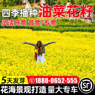 油菜花种子四季播种高产榨油四季易种耐寒耐旱花种籽子易活多年生