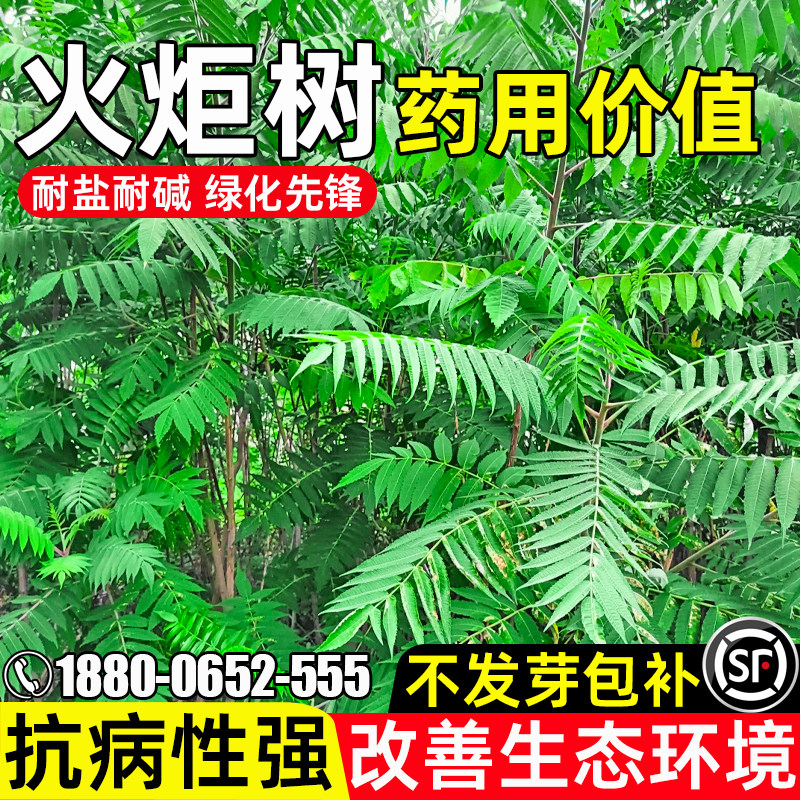 火炬树园林绿化观赏生态环境改善