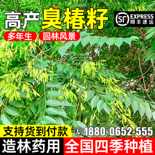 臭椿种子护坡固土多年生草籽人工造林荒山生态修复耐贫瘠灌木种子