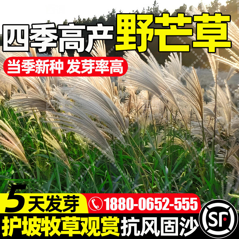野芒草种子护坡牧草草籽四季种植易活工程绿化护坡固土草种籽