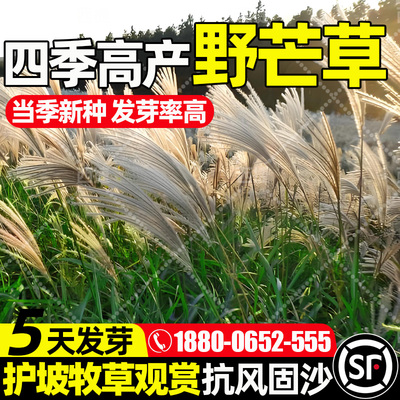 野芒草种子易活工程绿化护坡固土