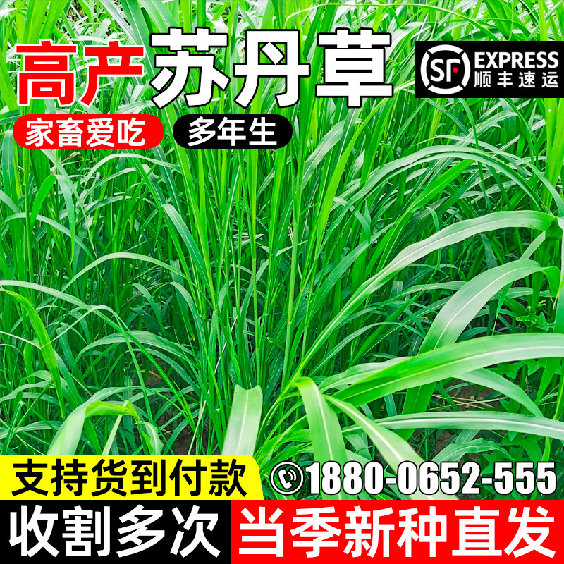鱼草种子苏丹草牧草多年生牧草