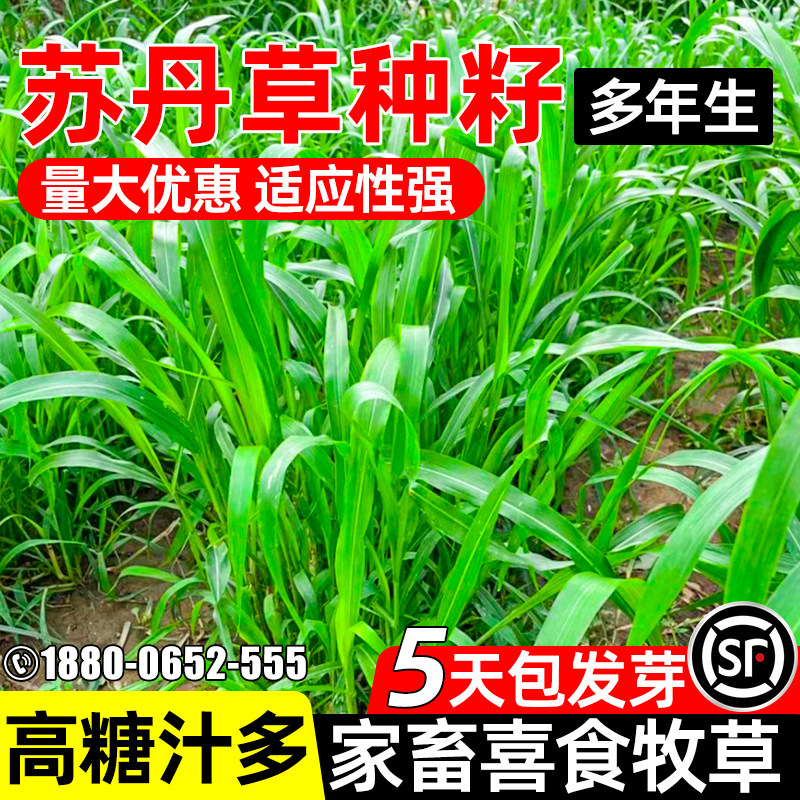 苏丹草牧草种子四季养殖牛羊鱼草