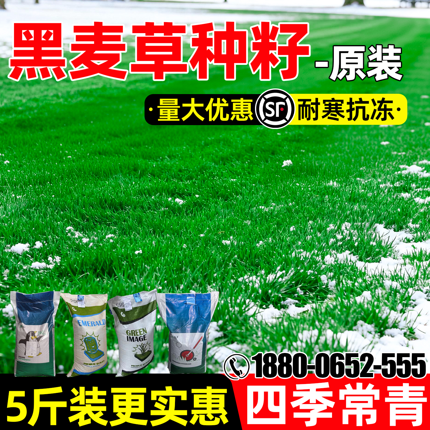 进口蓝标黑麦草四季常青草坪草籽
