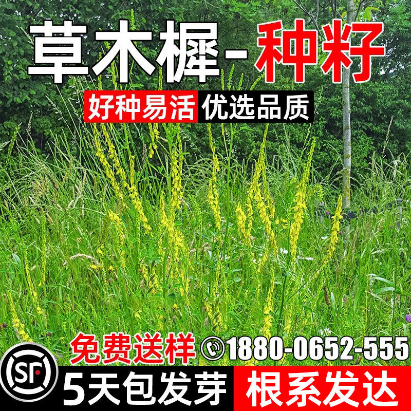 草木樨种子黄花草优质牧草四季撒