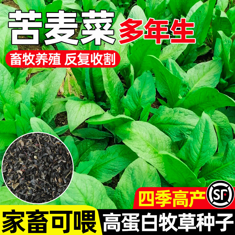苦麦菜畜牧养殖反复收割家畜可喂