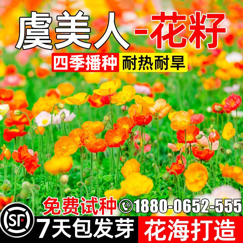 虞美人花籽四季种植花种子花海打造耐热耐旱多年生野花组合花种籽