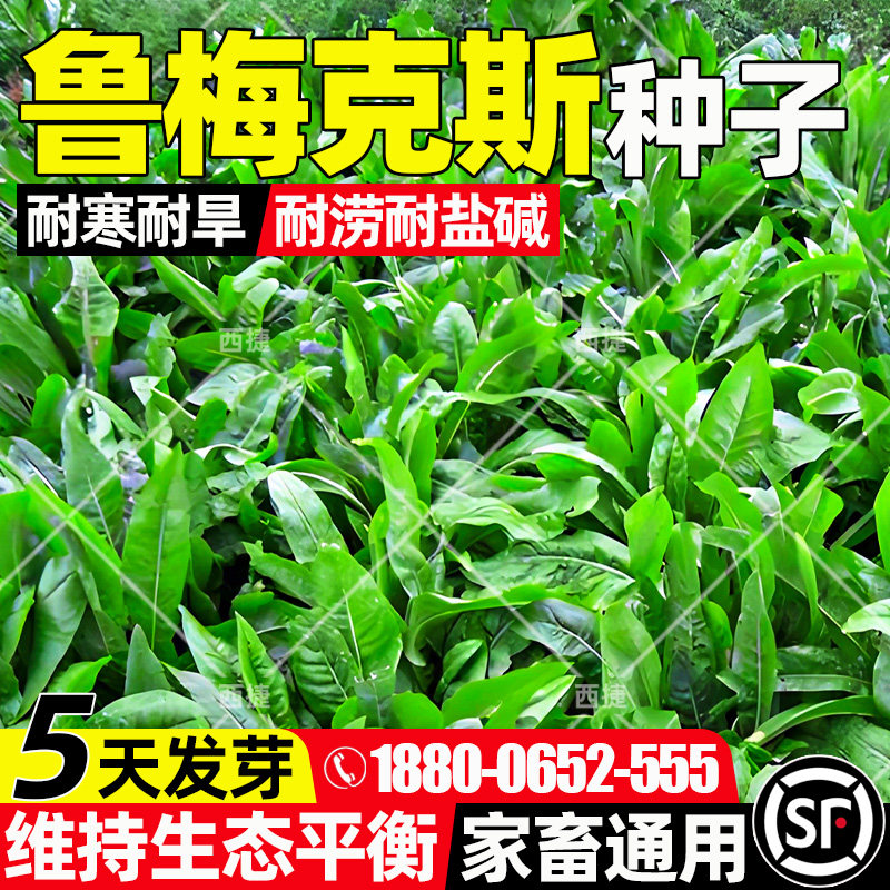鲁梅克斯四季高产高蛋白家禽喜食