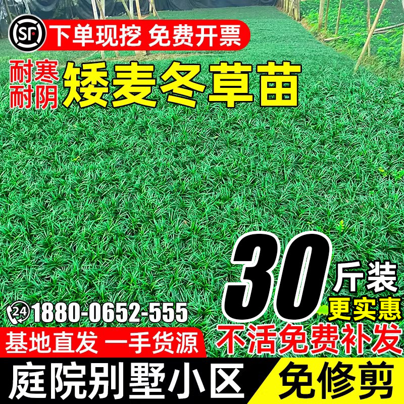 麦冬草籽四季草坪玉龙草日本麦冬
