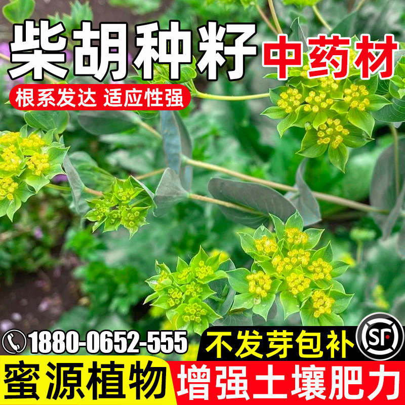 柴胡种子多年生蜜源固氮改善土壤