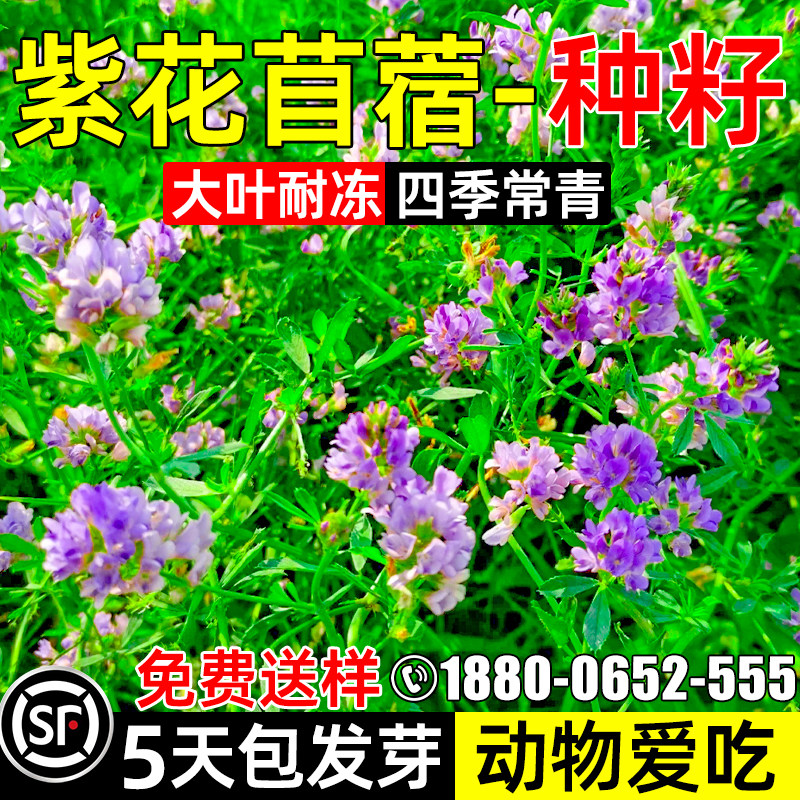 大叶紫花苜蓿种籽四季高产牧草种子家禽喜食畜牧养殖多茬收割草籽