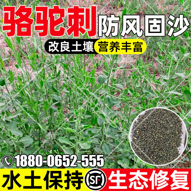 骆驼刺种子四季多年生护坡固土草籽防风固沙水土保持生态修复种籽