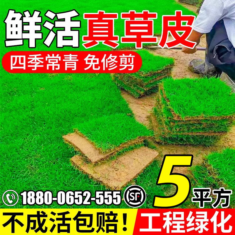 草皮真草坪带泥土别墅花园绿化四季青果岭草台湾草马尼拉草皮带土